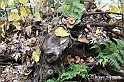 VBS_6900 - Continua la Fiera del Tartufo 2021 con i Registi di The Truffle Hunters